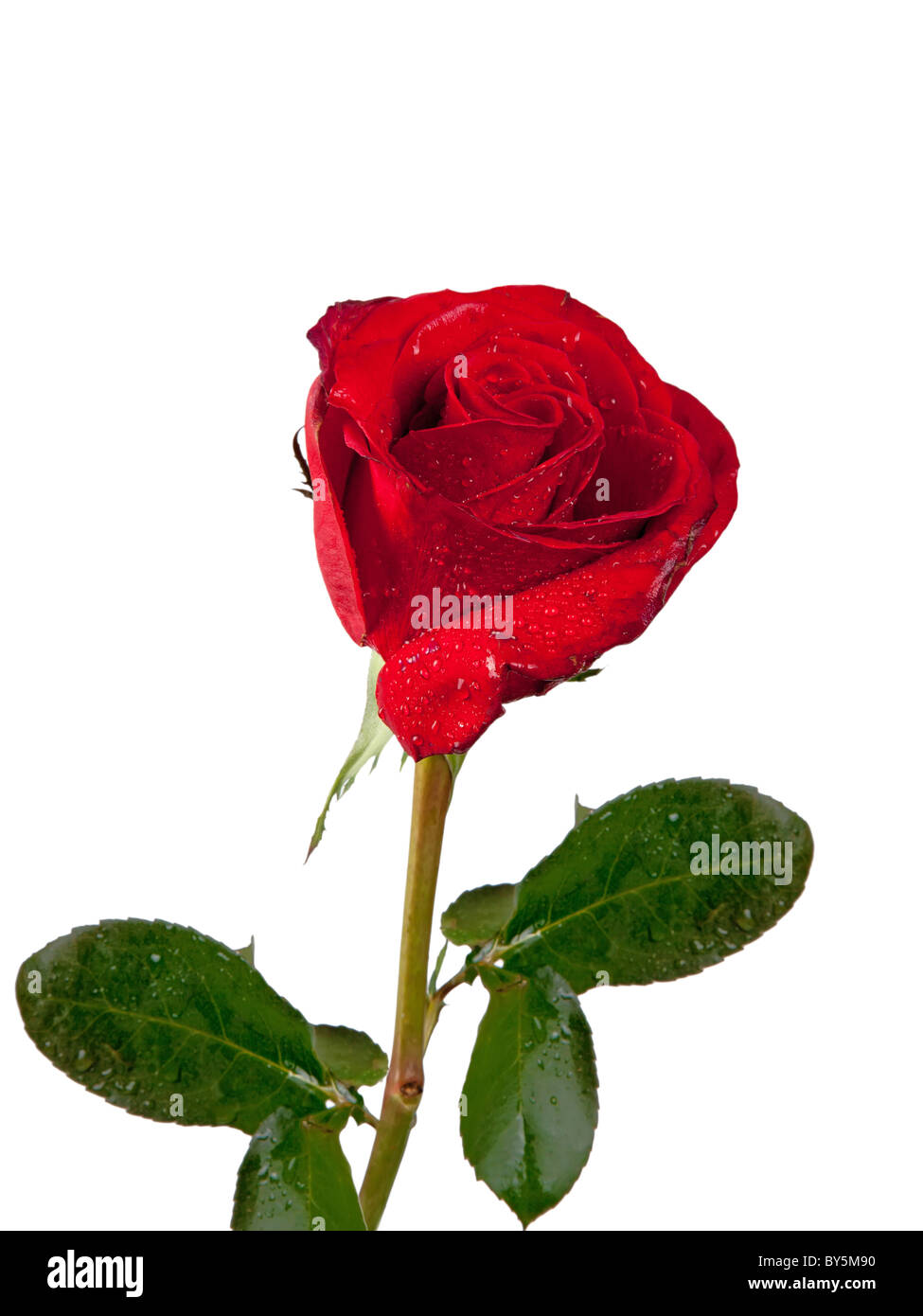 Red Rose isolati su sfondo bianco Foto Stock