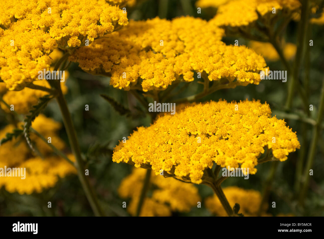 Achillea filipendulina Fernleaf Yarrow Foto Stock