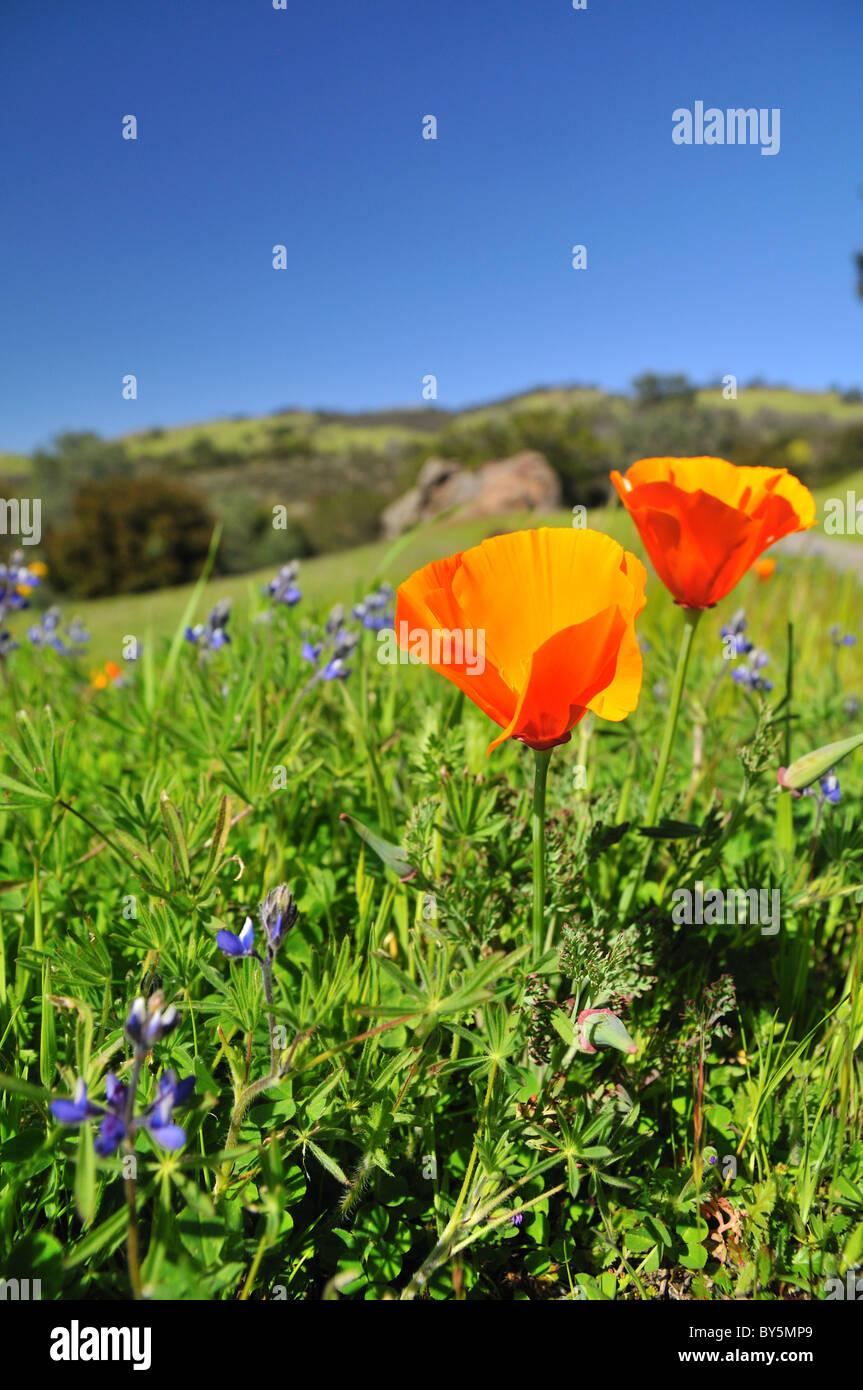 Campo di papavero in California nel periodo primaverile Foto Stock