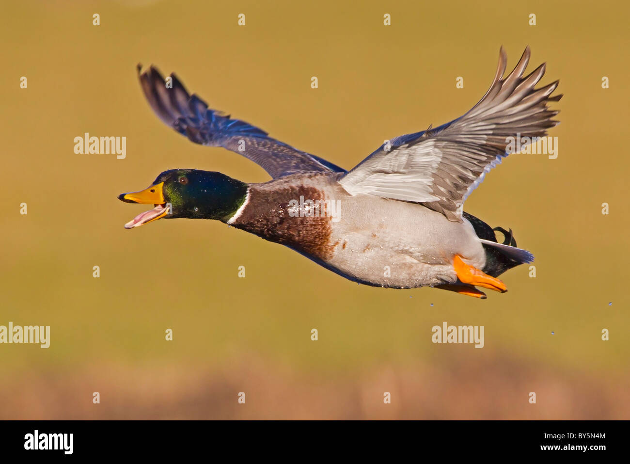 MALLARD CHIAMANDO IN VOLO Foto Stock