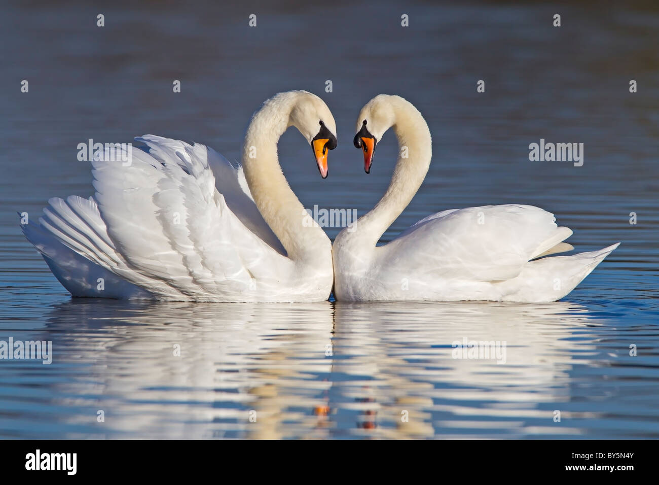 Cigni formando una forma di cuore con il loro collo durante il corteggiamento Foto Stock