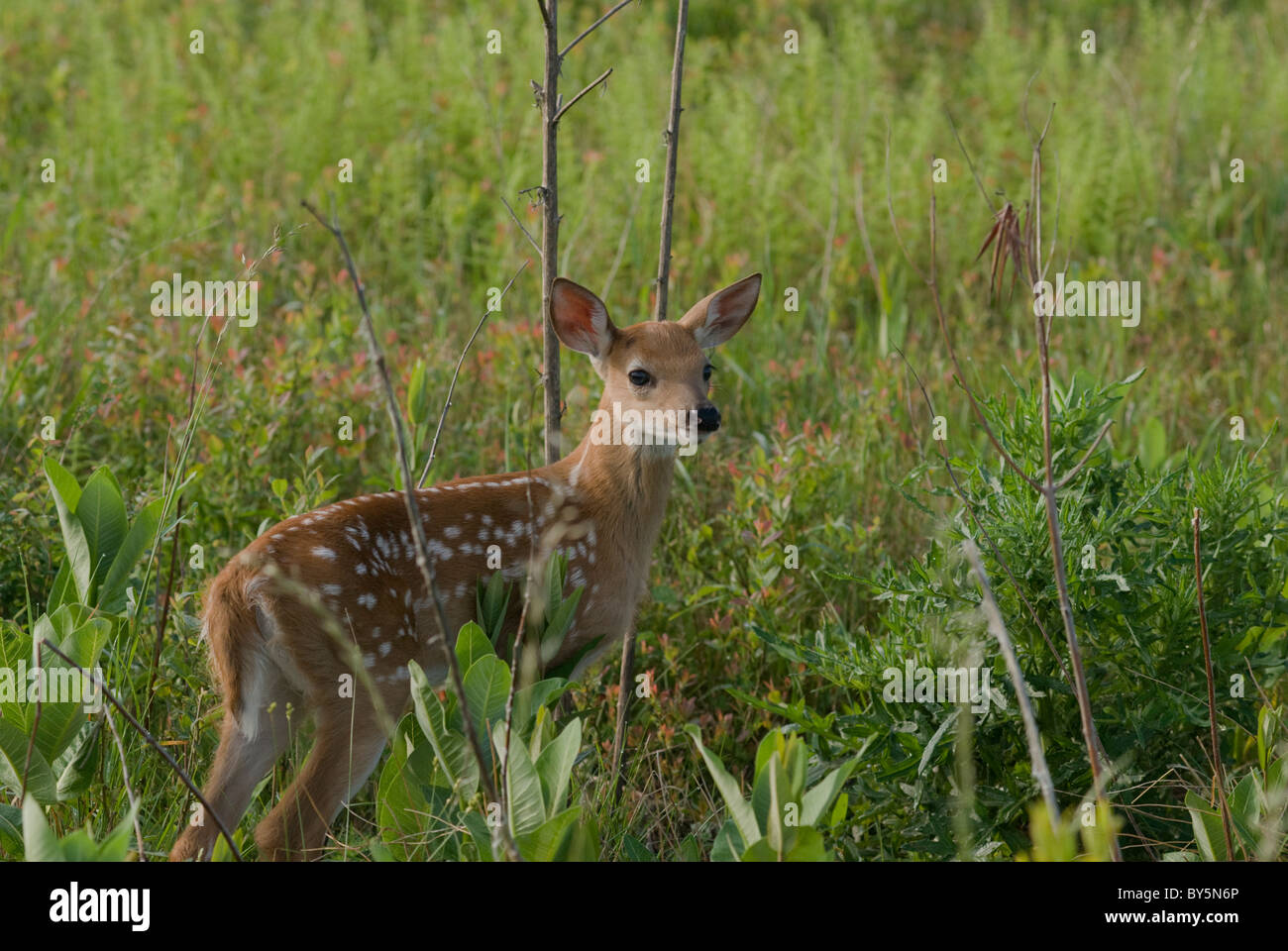 Culbianco fawn in Prato Foto Stock