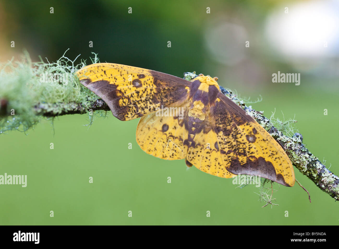 Imperial Moth (Eacles imperialis) si appoggia sul ramo di albero Foto Stock