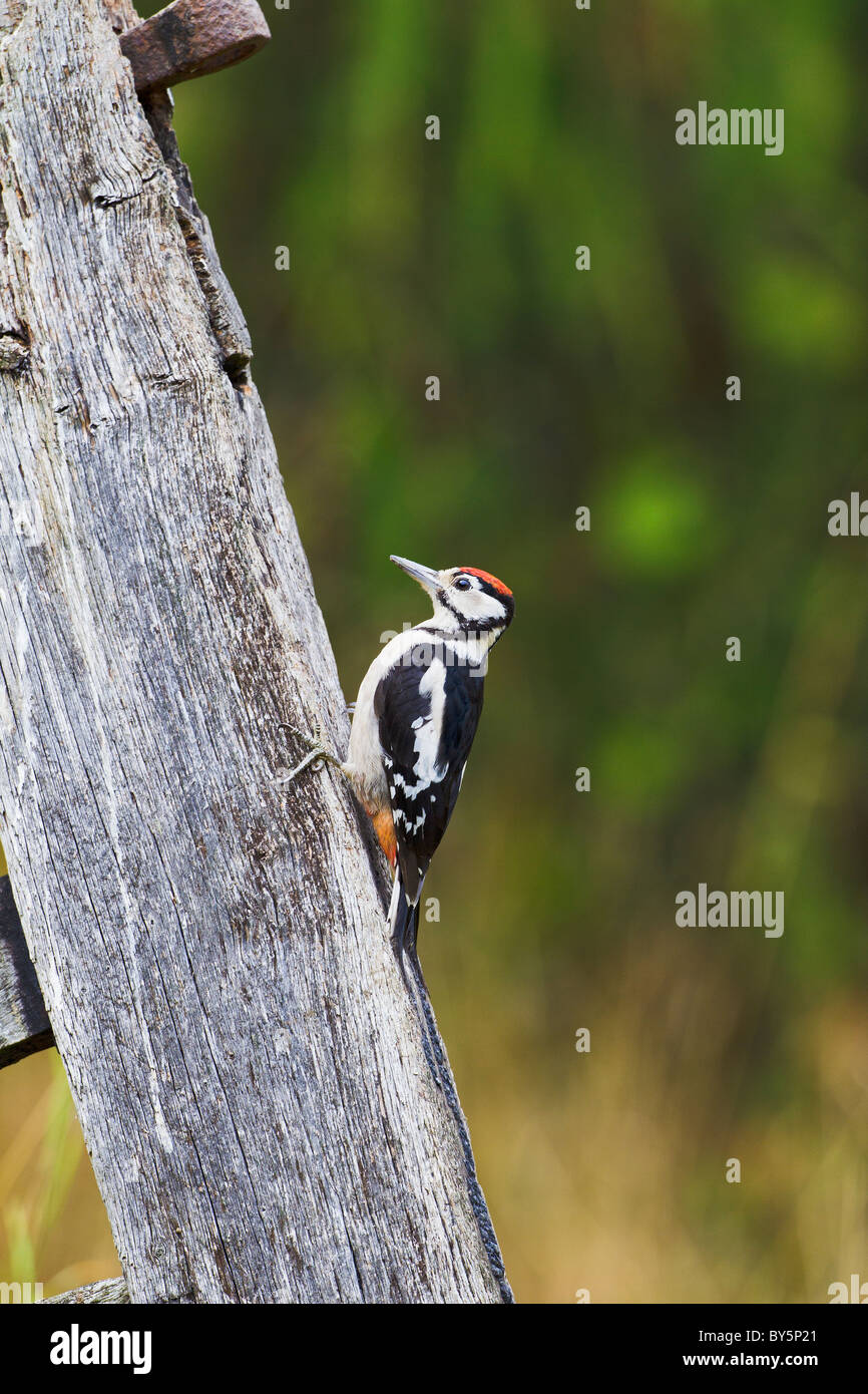 Picchio rosso maggiore Dendrocopos major Foto Stock