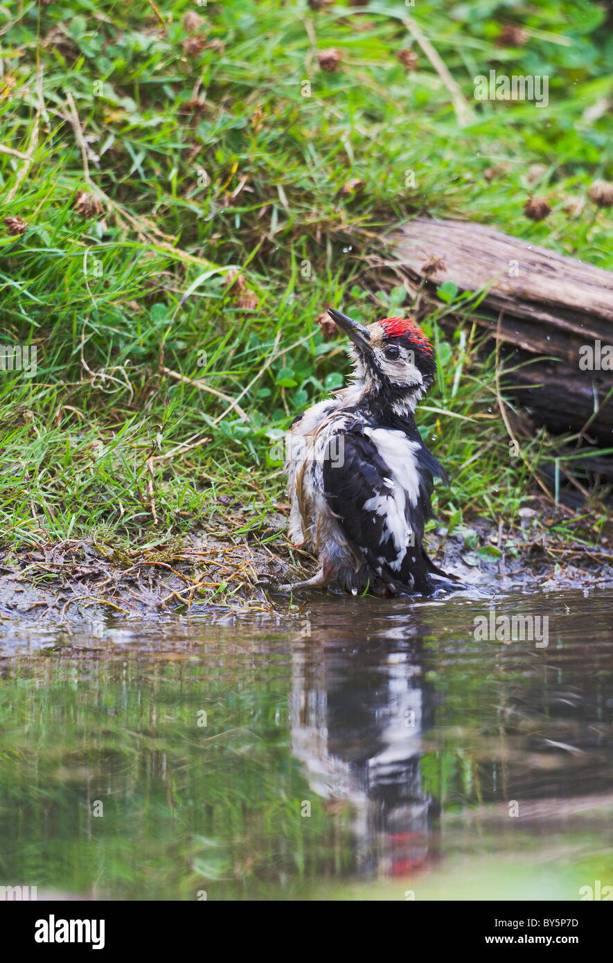 Picchio rosso maggiore Dendrocopos major Foto Stock