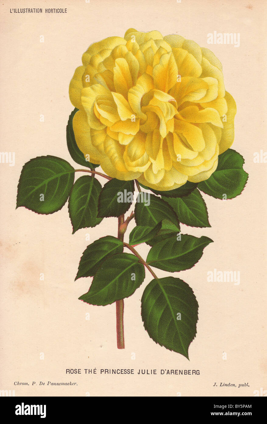 Giallo ibrido rosa rosa La Princesse Julie d'Arenberg Rosa indica odoratissima Lindl. var. Foto Stock