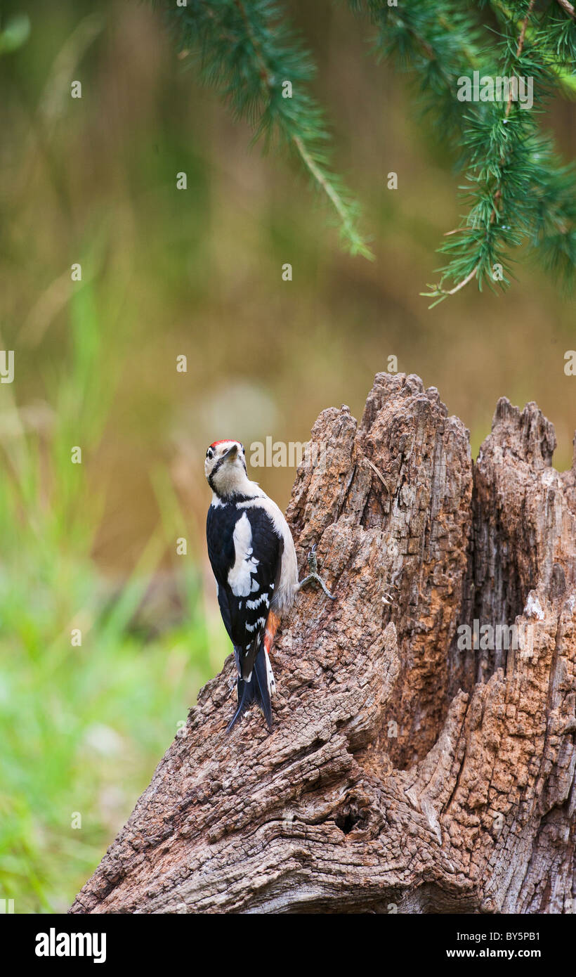 Picchio rosso maggiore Dendrocopos major Foto Stock