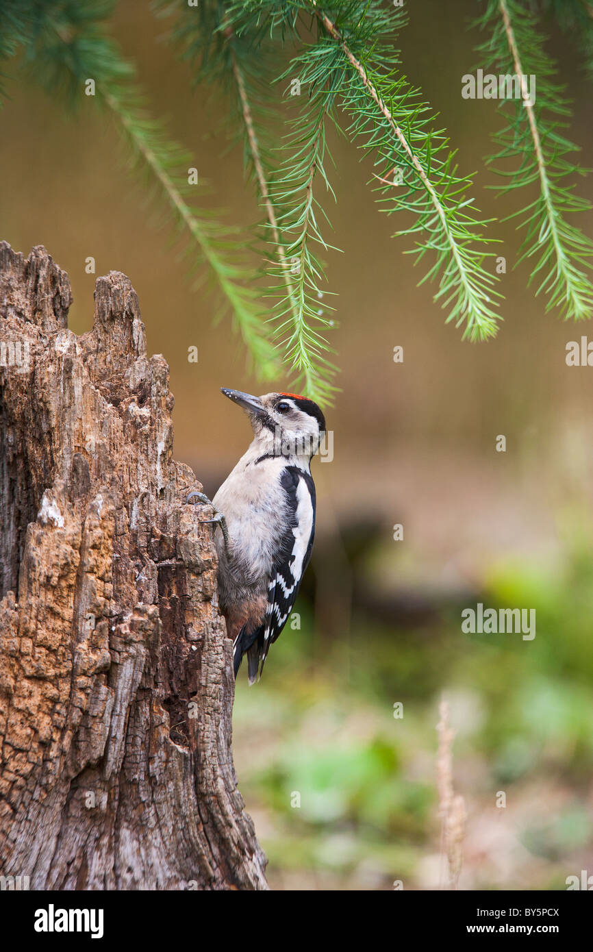 Picchio rosso maggiore Dendrocopos major Foto Stock