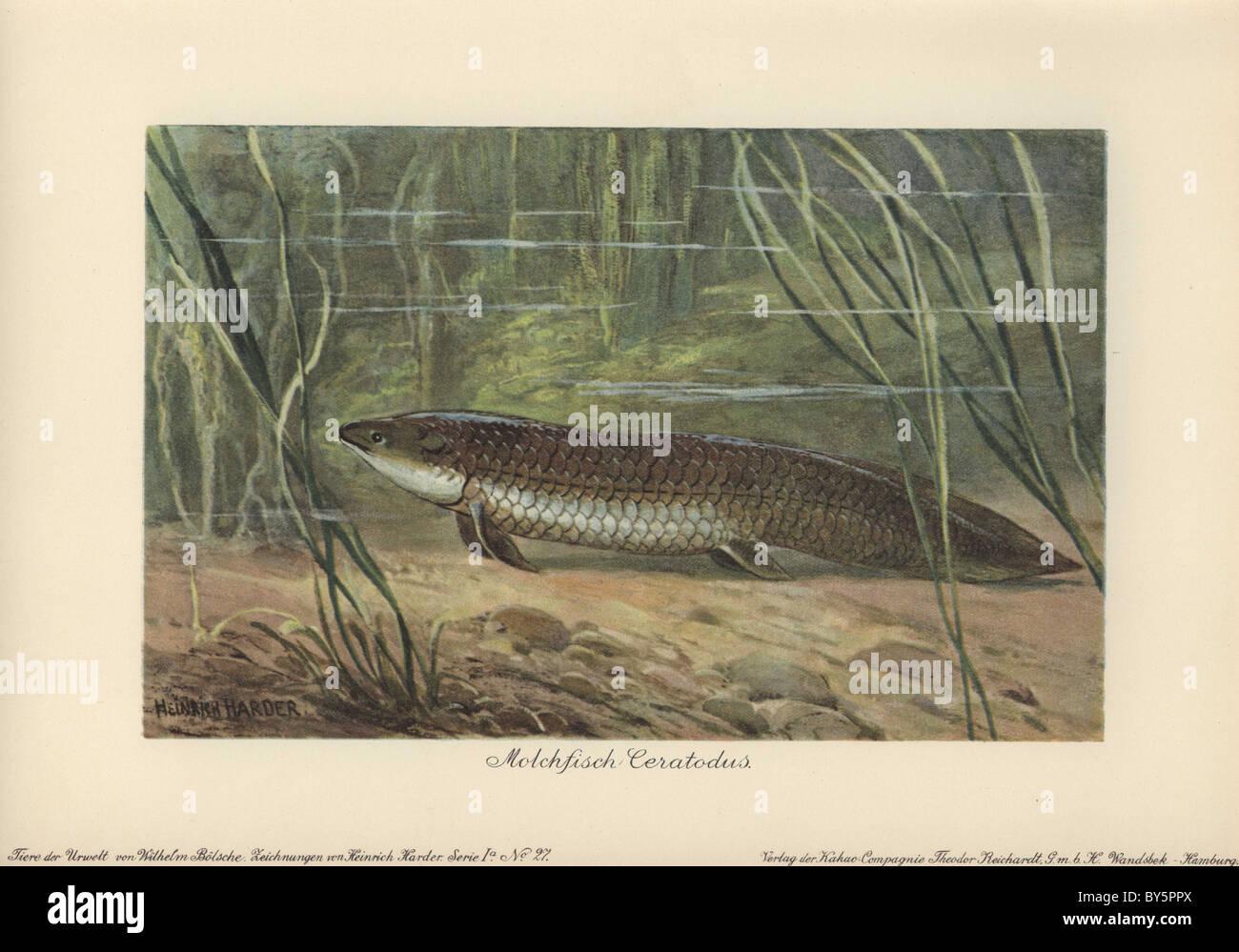 Ceratodus latissimus (Greco per 'cornuto dente") era un ampio genere di estinzione sarcopterygiian lungfish Foto Stock