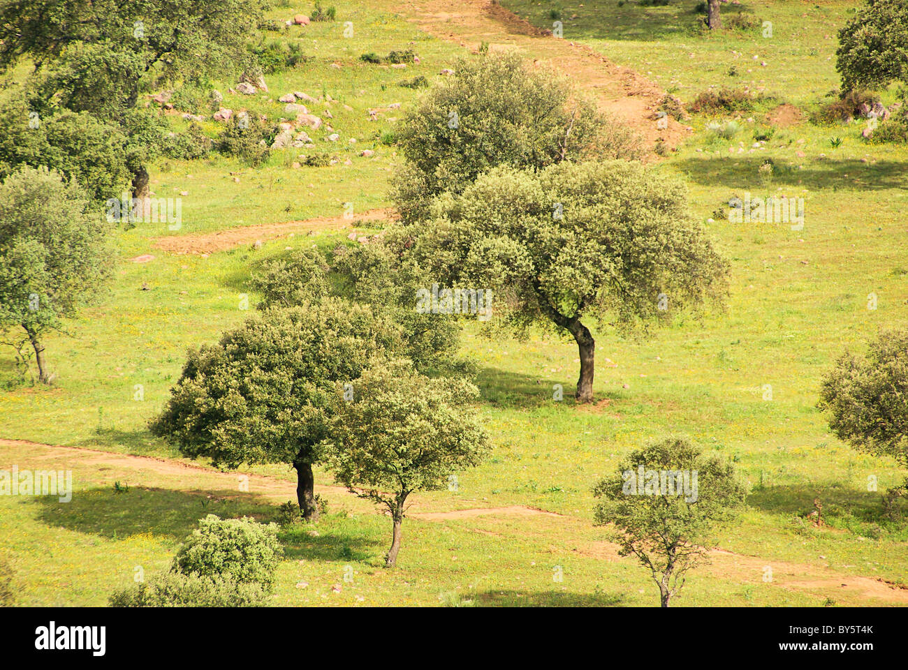 Dehesa 33 Foto Stock