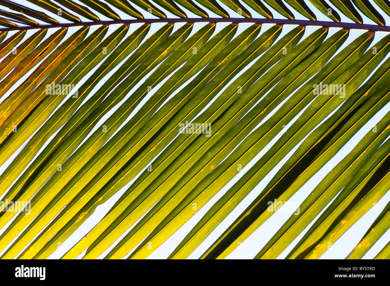 Coconut Palm tree frond pattern. India Foto Stock