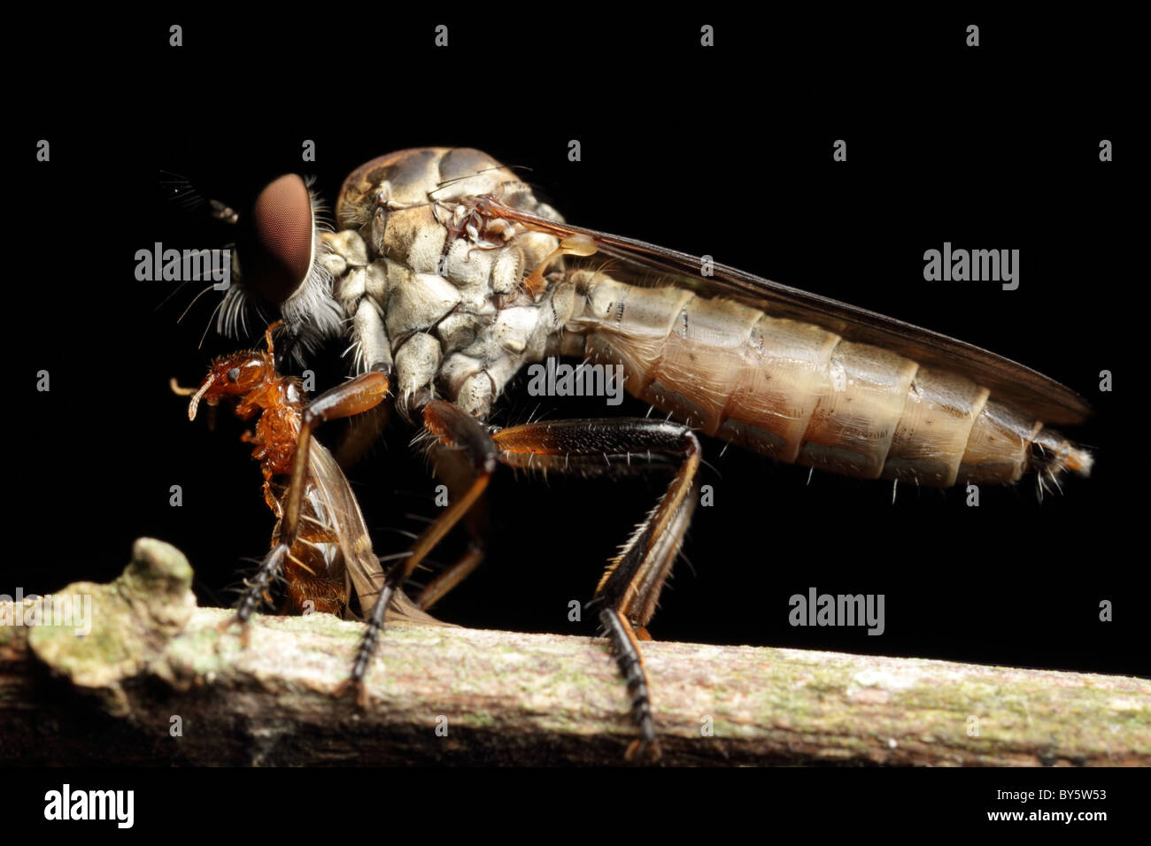 Robber Fly Ommatius (sp) con orange ant Foto Stock