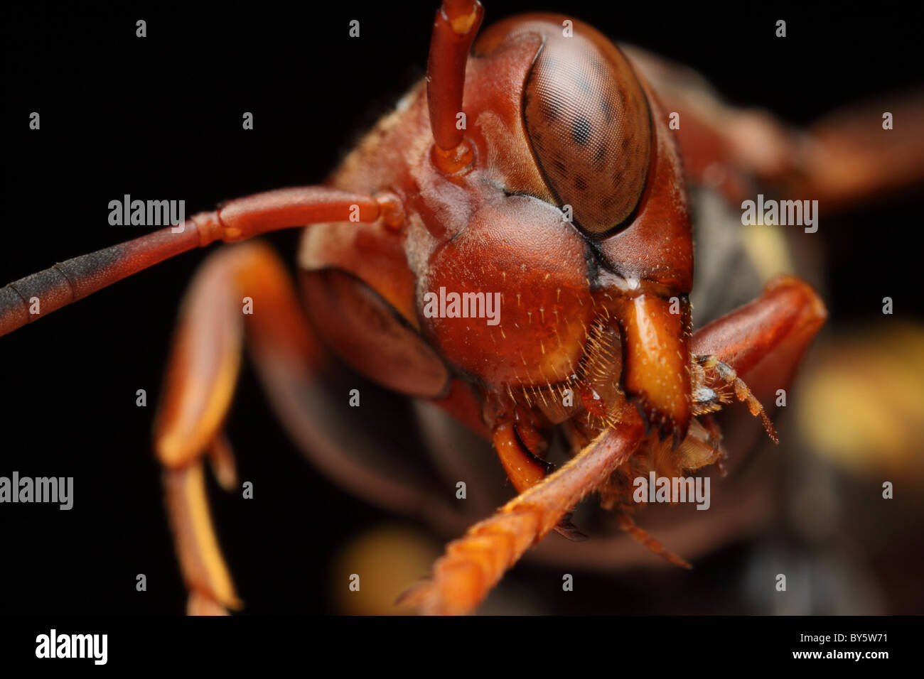 Un rosso wasp la pulizia delle gambe con la linguetta di complessi per pulire gli occhi dopo. Foto Stock