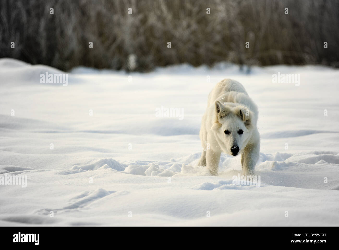 La fotografia di esecuzione di Berger Blanc Suisse (sinonimo di bianco il cane pastore) nella neve. Foto scattata il: 07.12.2010 Foto Stock