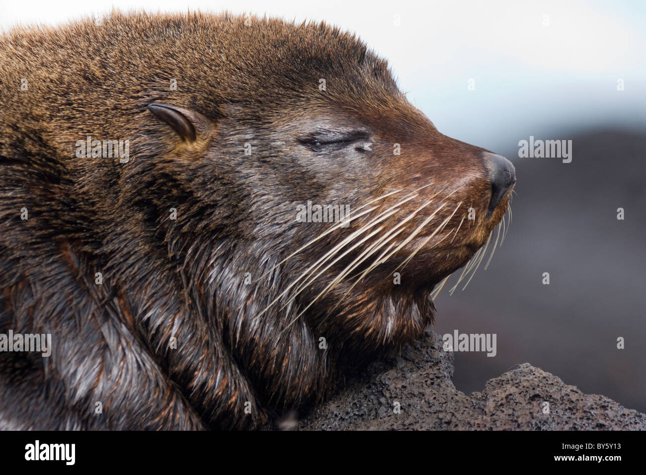 Le Galapagos pelliccia sigillo Arctocephalus galapagoensis Santiago James le isole Galapagos Foto Stock