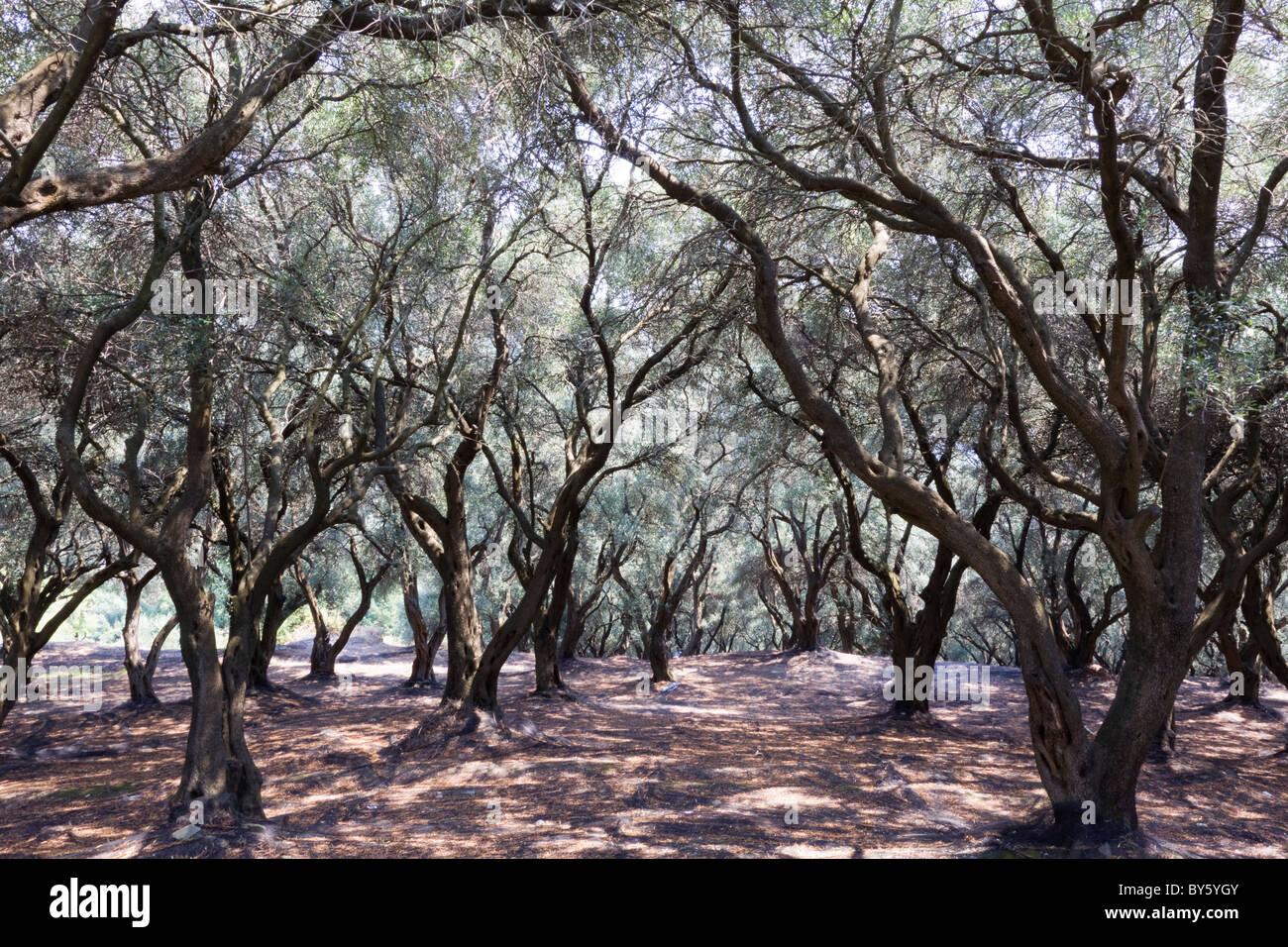 Campo di oliva nell'isola di Corfù. La Grecia Foto Stock