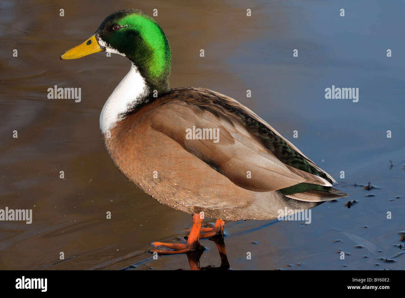 Maschio di Mallard duck, Drake, Anas platyrhnchos Foto Stock