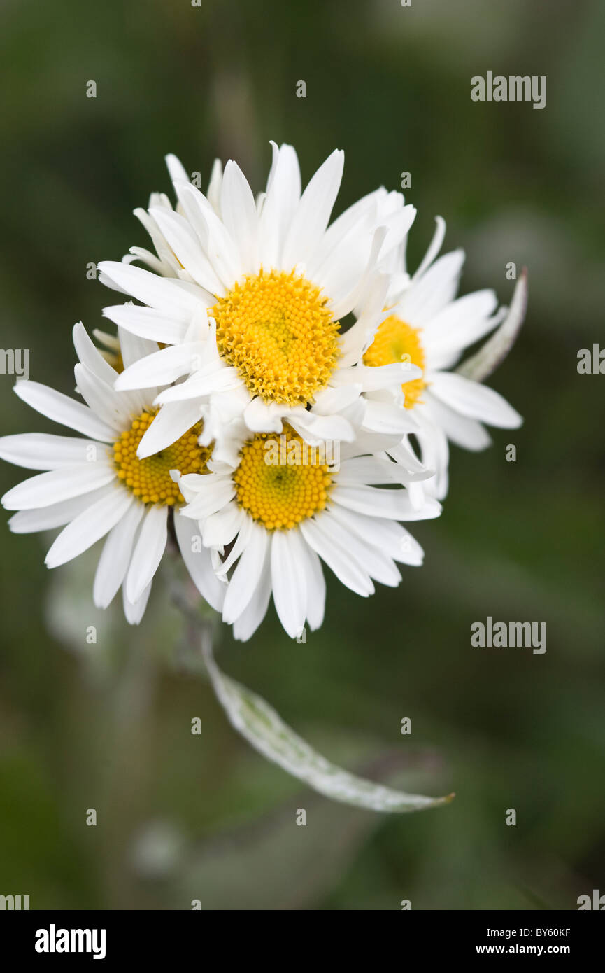 Pianta fiori sulla riva del lago Roca Parque Nacional Tierra del Fuego a est di Ushuaia Patagonia Argentina America del Sud Foto Stock