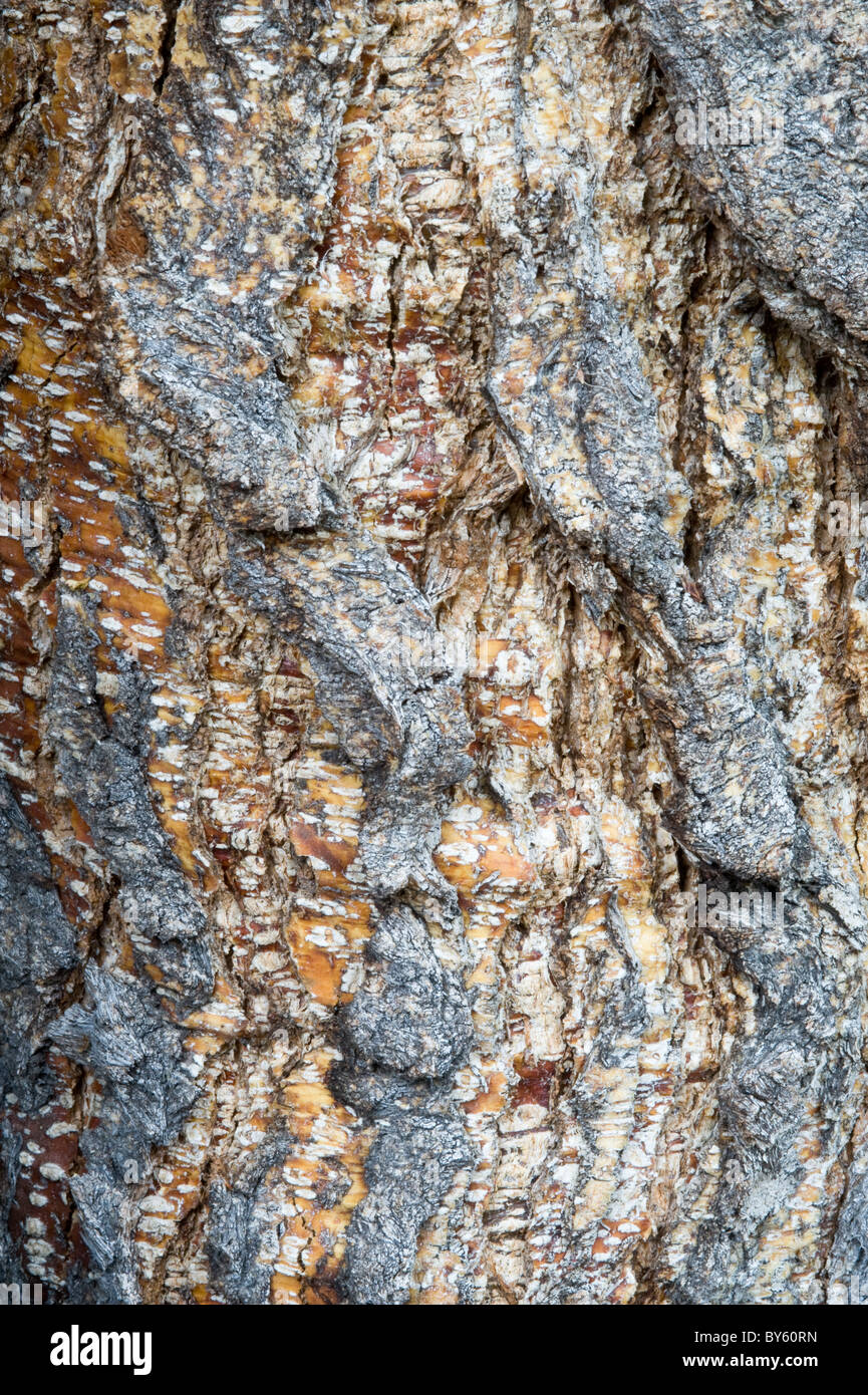 Faggi (Nothofagus sp.) di corteccia di albero maturo vicino Parque Nacional Tierra del Fuego a ovest di Ushuaia Patagonia Argentina Foto Stock