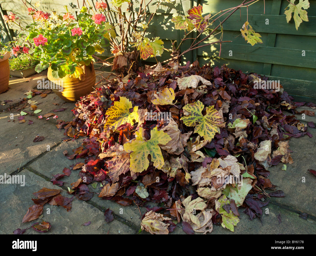 Foglie di autunno sul patio con colori autunnali. Foto Stock