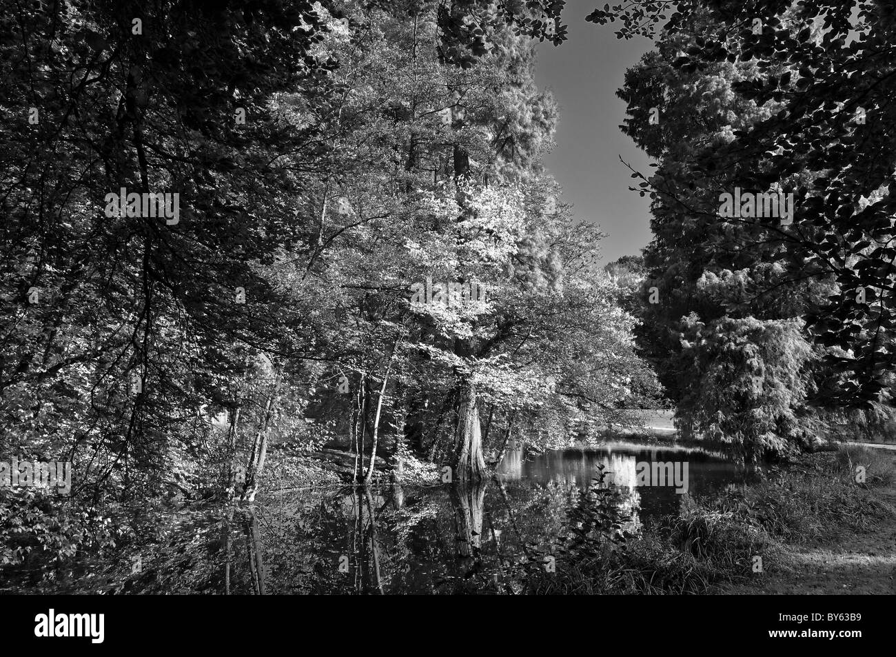 Foglie di autunno Foto Stock