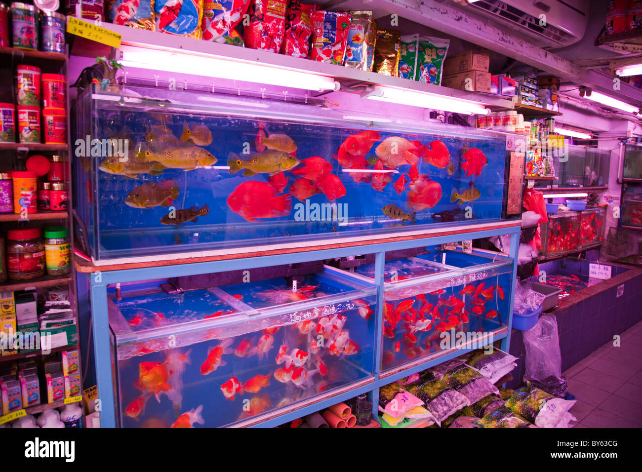 Pesce portare buona fortuna per il cinese Tung Choi Street a Nord Sezione di Mong Kok il luogo per pesci tropicali Foto Stock