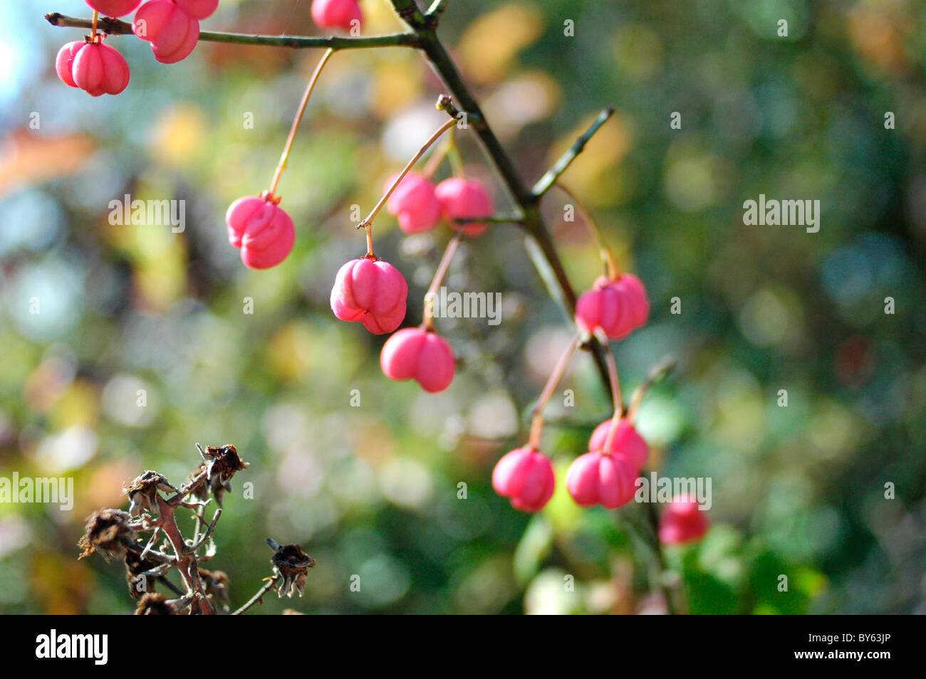 Mandrino euonymus bacche di piante in autunno, Surrey, Regno Unito Foto Stock