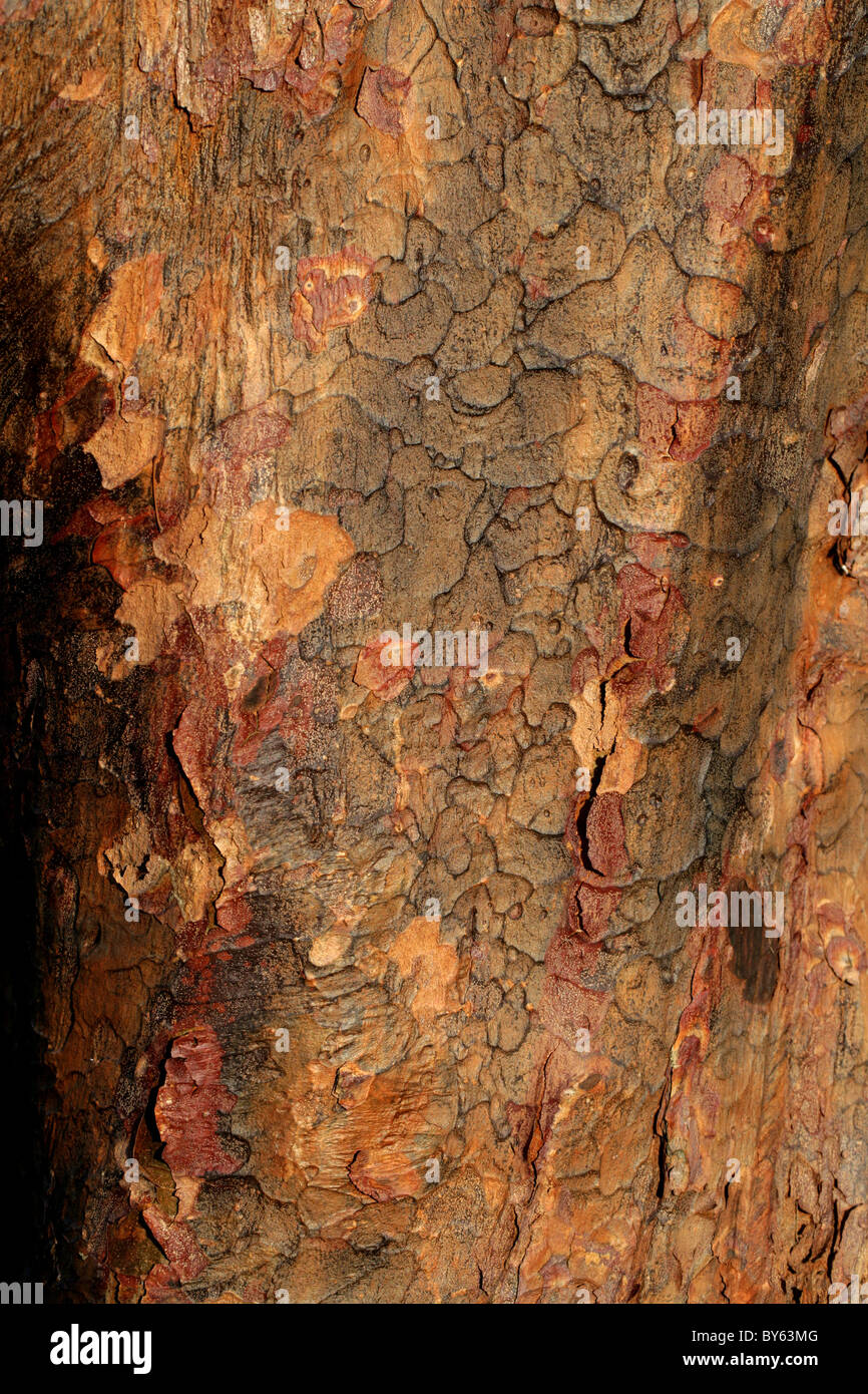 Tronco e corteccia di carta corteccia Acero Acer griseum, Aceraceae, meridionale e la Cina centrale. Foto Stock