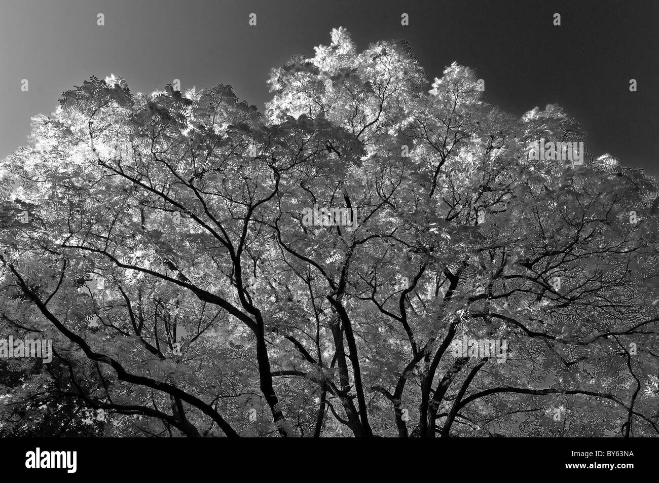 Foglie di autunno Foto Stock