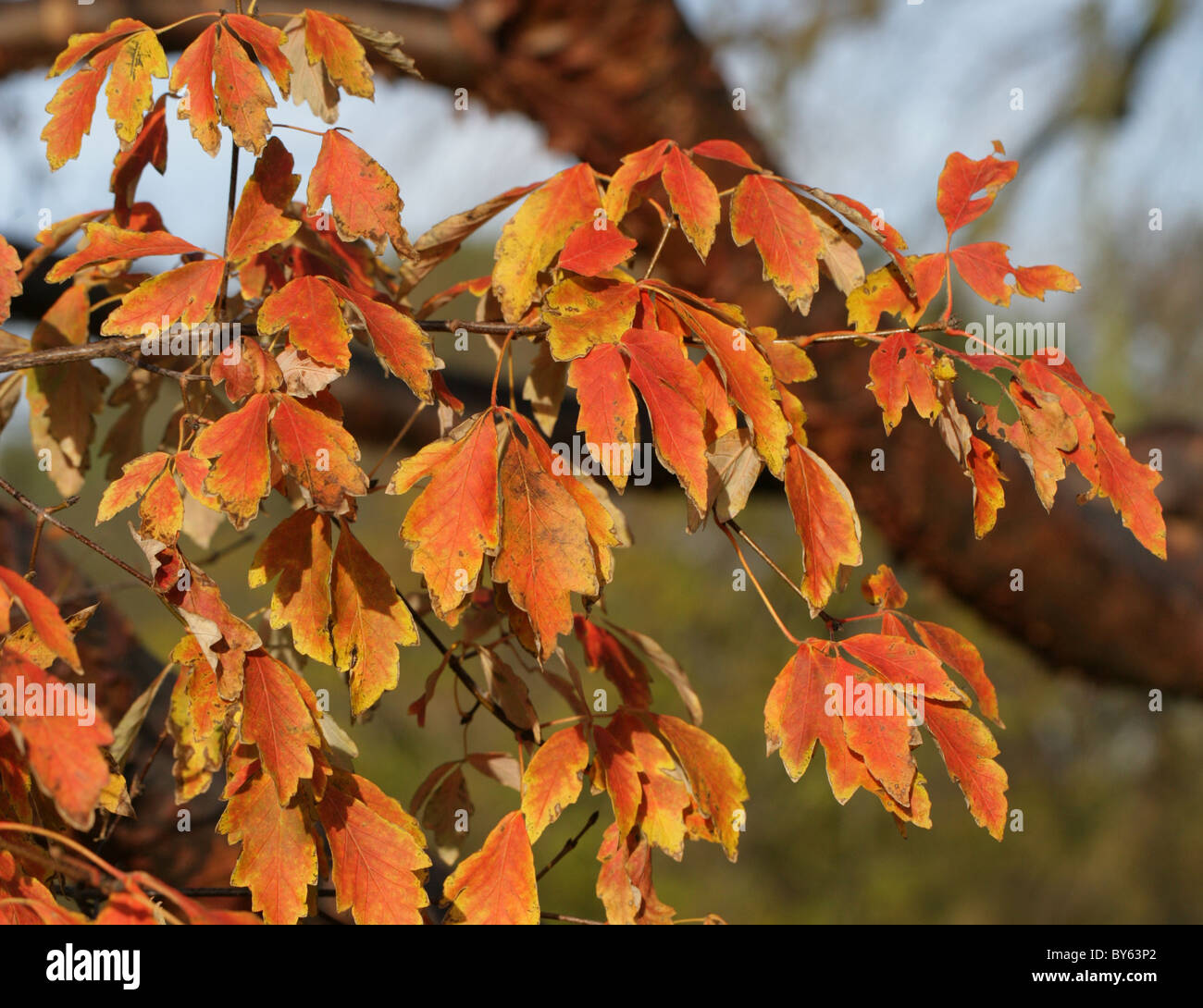 Foglie di autunno della carta corteccia Acero Acer griseum, Aceraceae, meridionale e la Cina centrale. Foto Stock