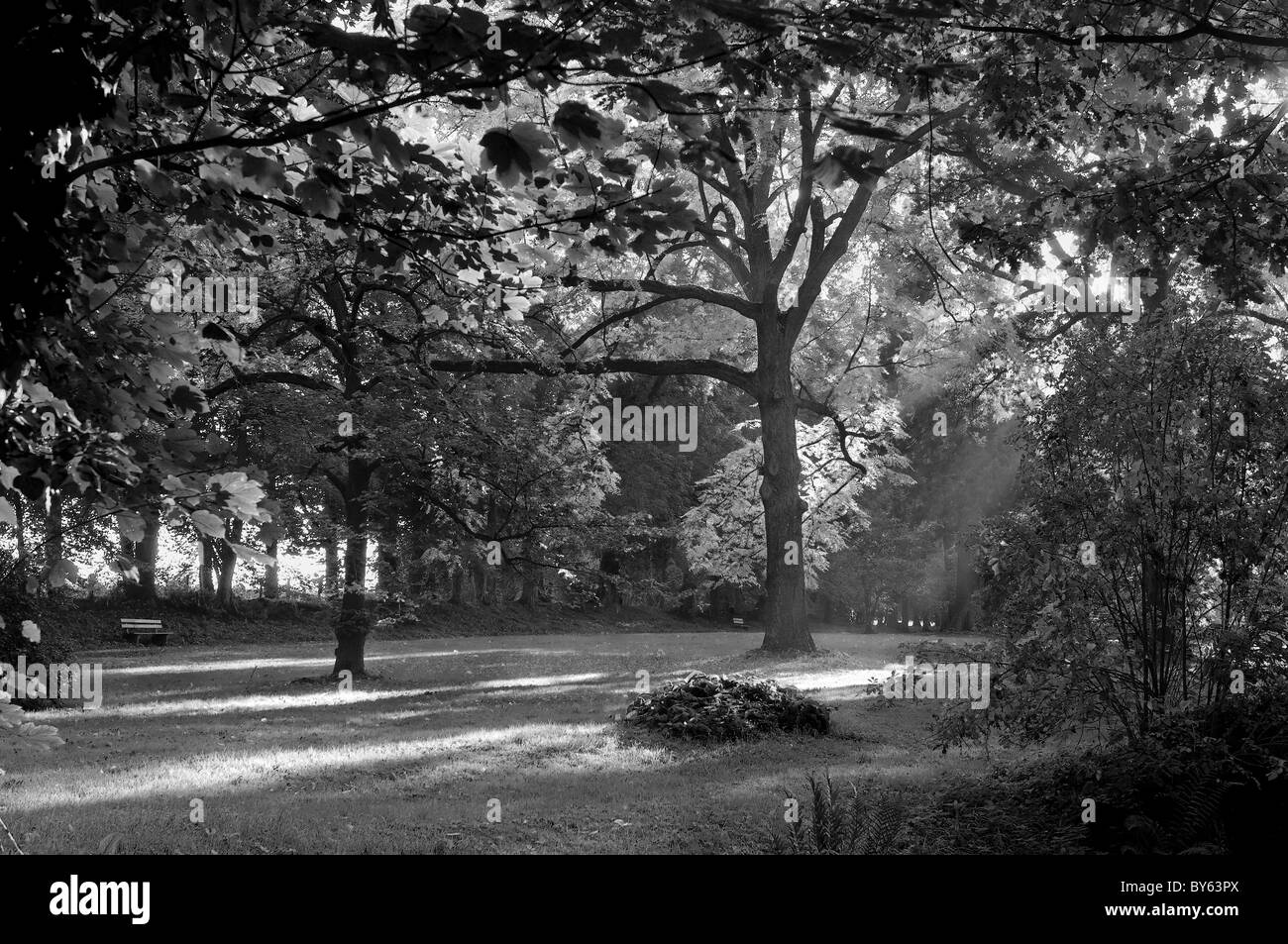 Foglie di autunno Foto Stock
