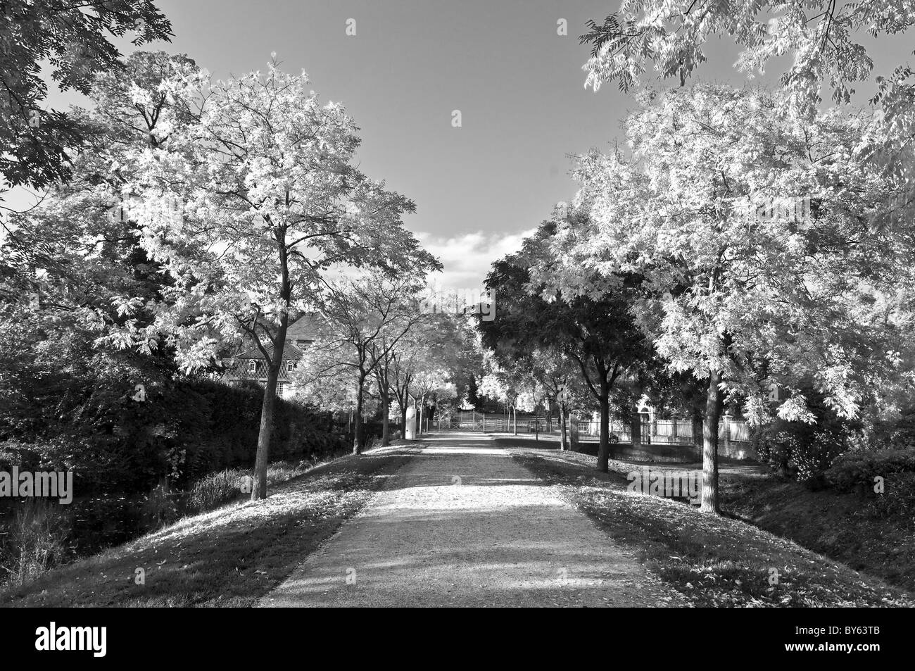 Foglie di autunno Foto Stock