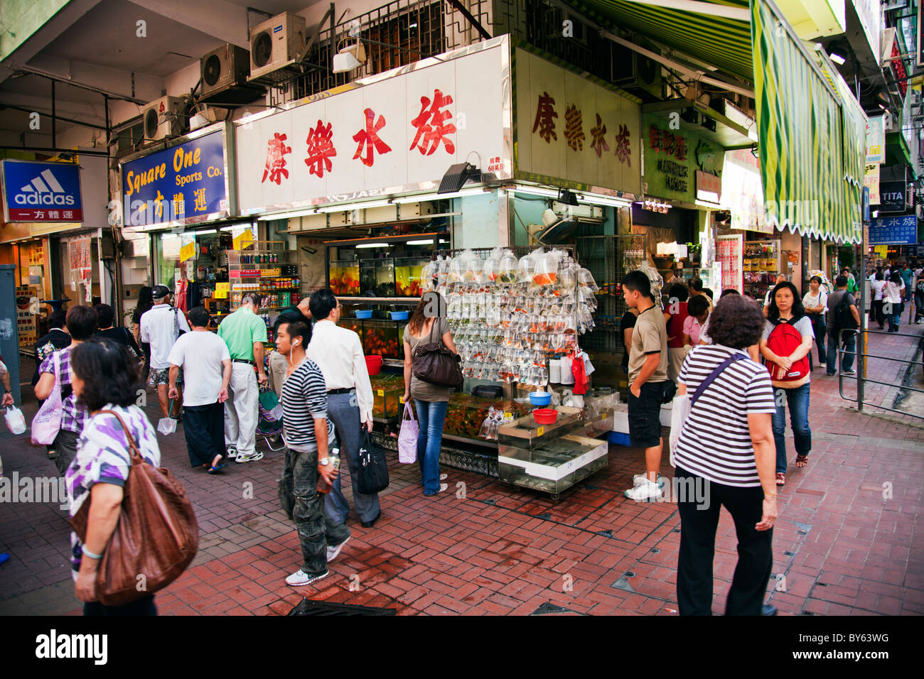 Pesce portare buona fortuna per il cinese Tung Choi Street a Nord Sezione di Mong Kok il luogo per pesci tropicali Foto Stock