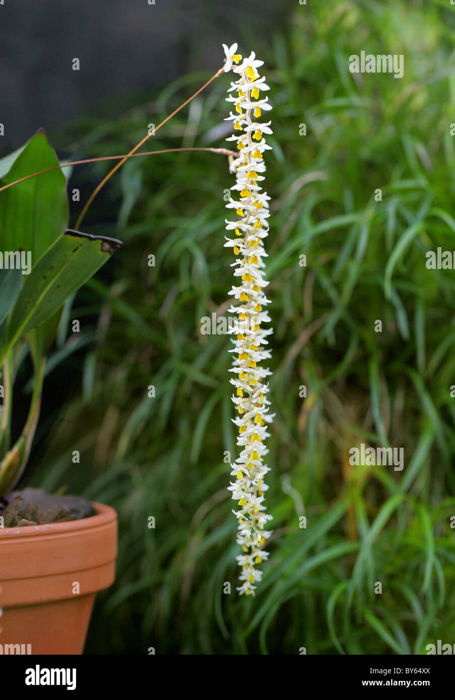 Catena d'oro Orchid, filiformi Dendrochilum, Dendrochilum filiforme (Syn. Acoridium filiforme), Orchidaceae, Filippine. Foto Stock