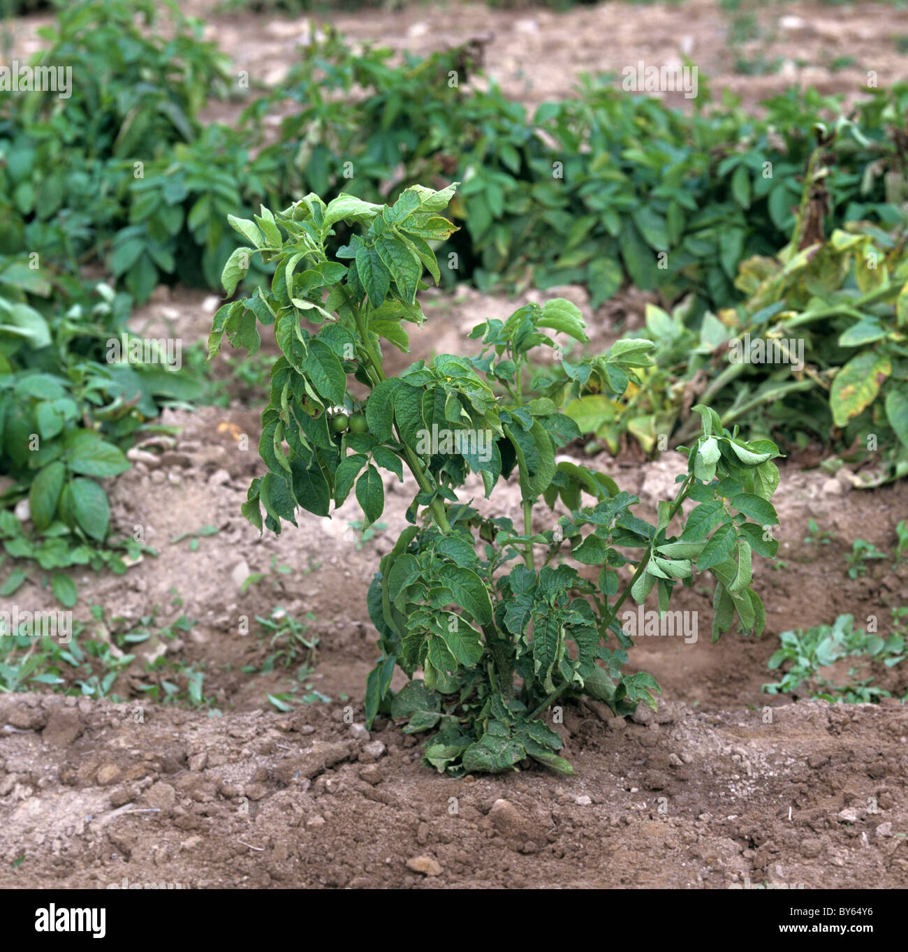 Potato spindle tuber viroid danni alla pianta di patata haulm, Canada Foto Stock