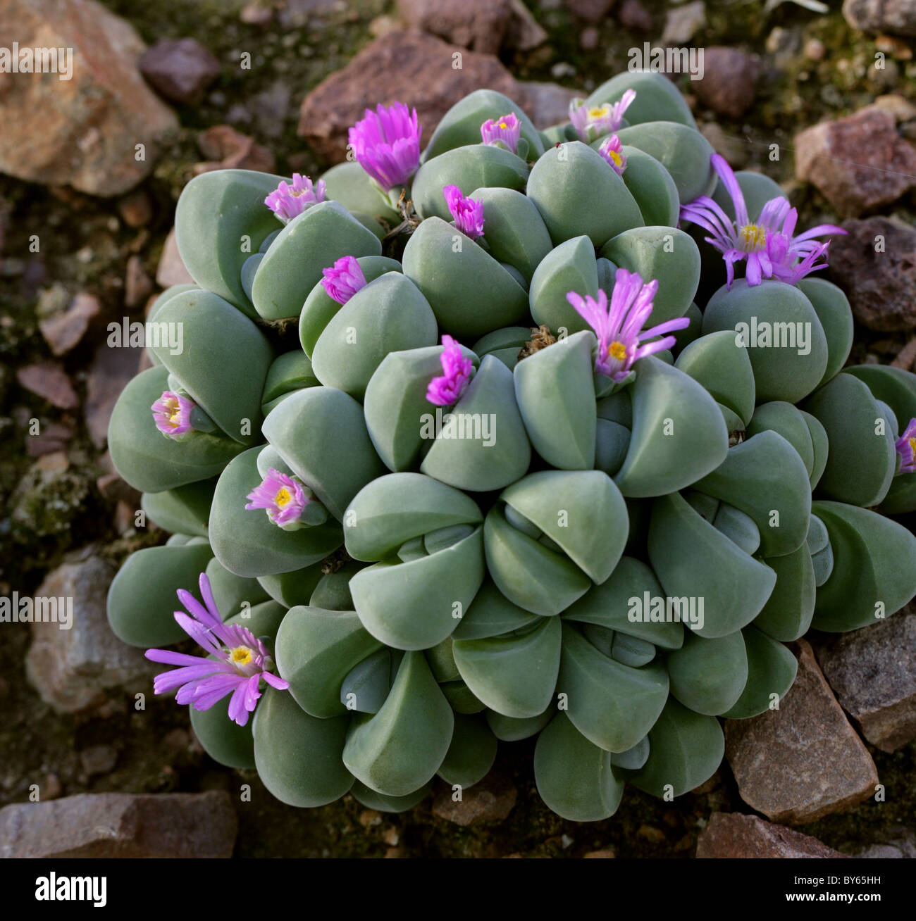 Gibbaeum, Gibbaeum dispar, Aizoaceae, Sud Africa. Foto Stock
