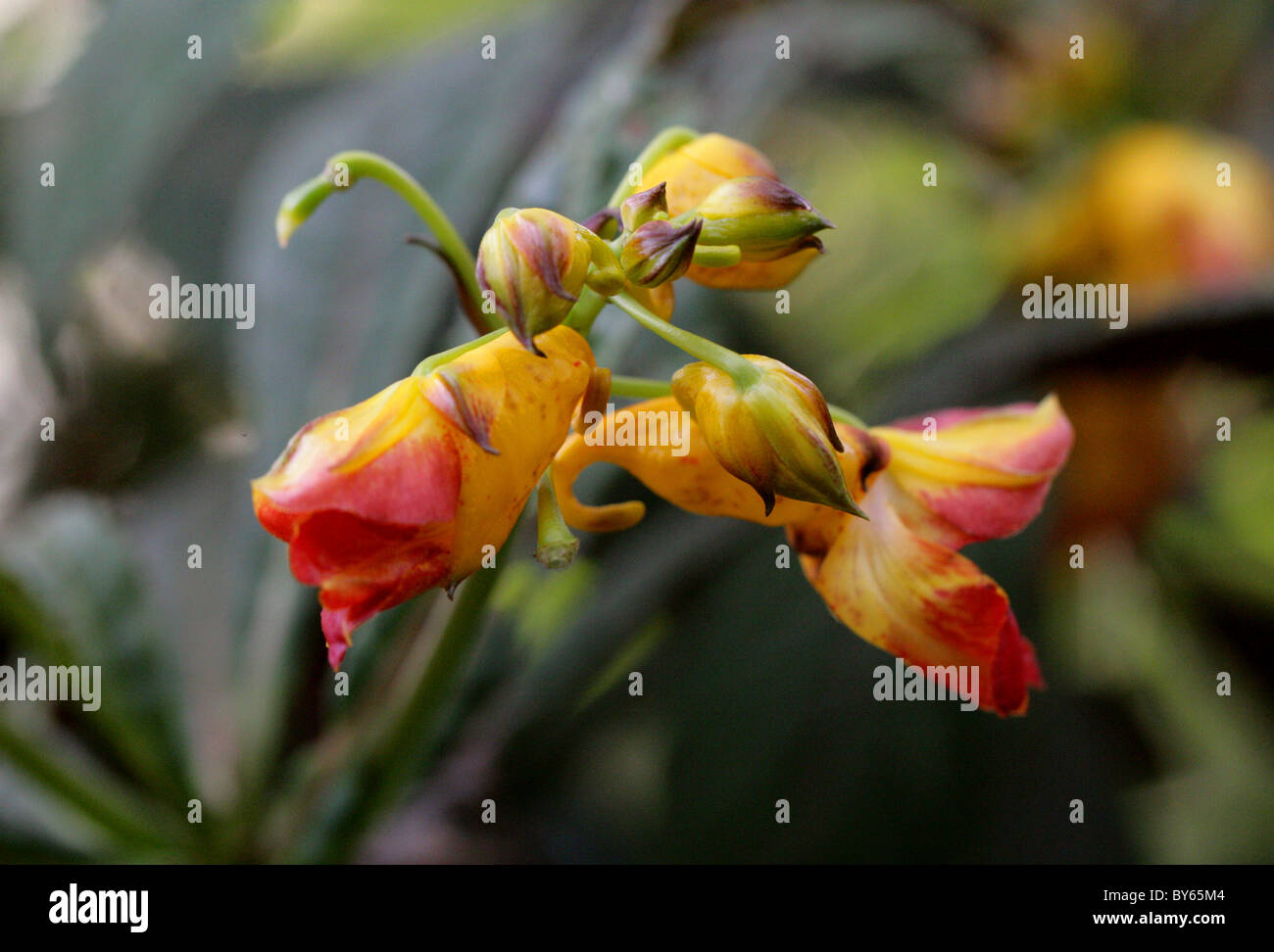 La Balsamina Impatiens balansae, Balsaminaceae, Cina e Vietnam. Foto Stock