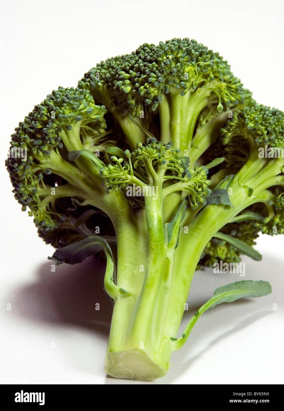 Foto di stock di broccoli su uno sfondo bianco. Foto Stock