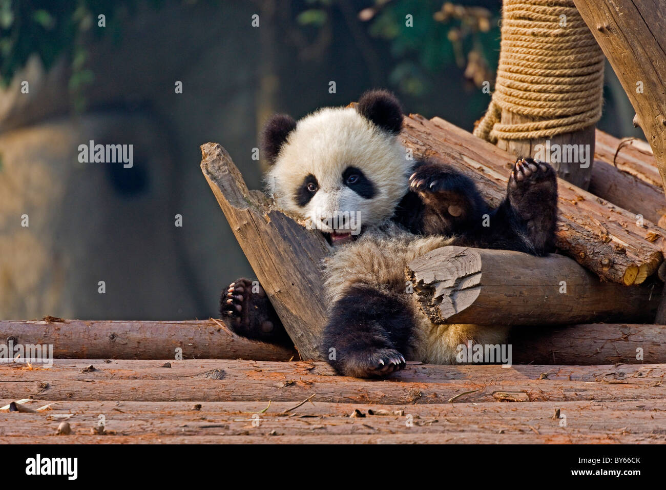 Giovane Panda Gigante cub a Chengdu Research Base del Panda Gigante Allevamento, Cina. JMH4379 Foto Stock