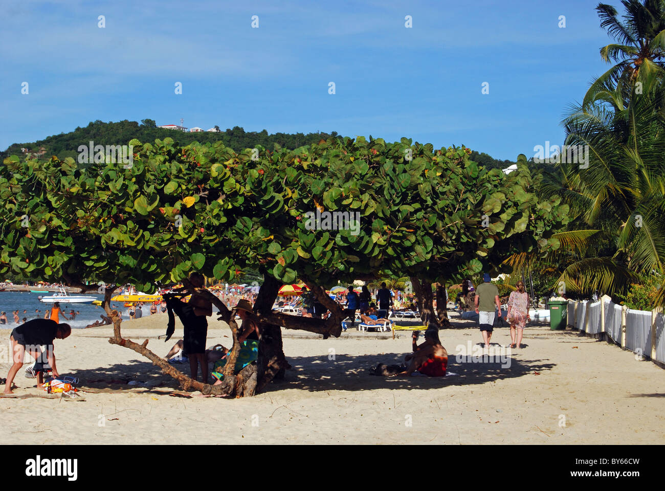 Ombreggiatura per i vacanzieri sotto un albero sulla spiaggia, St George, Grenada, dei Caraibi. Foto Stock