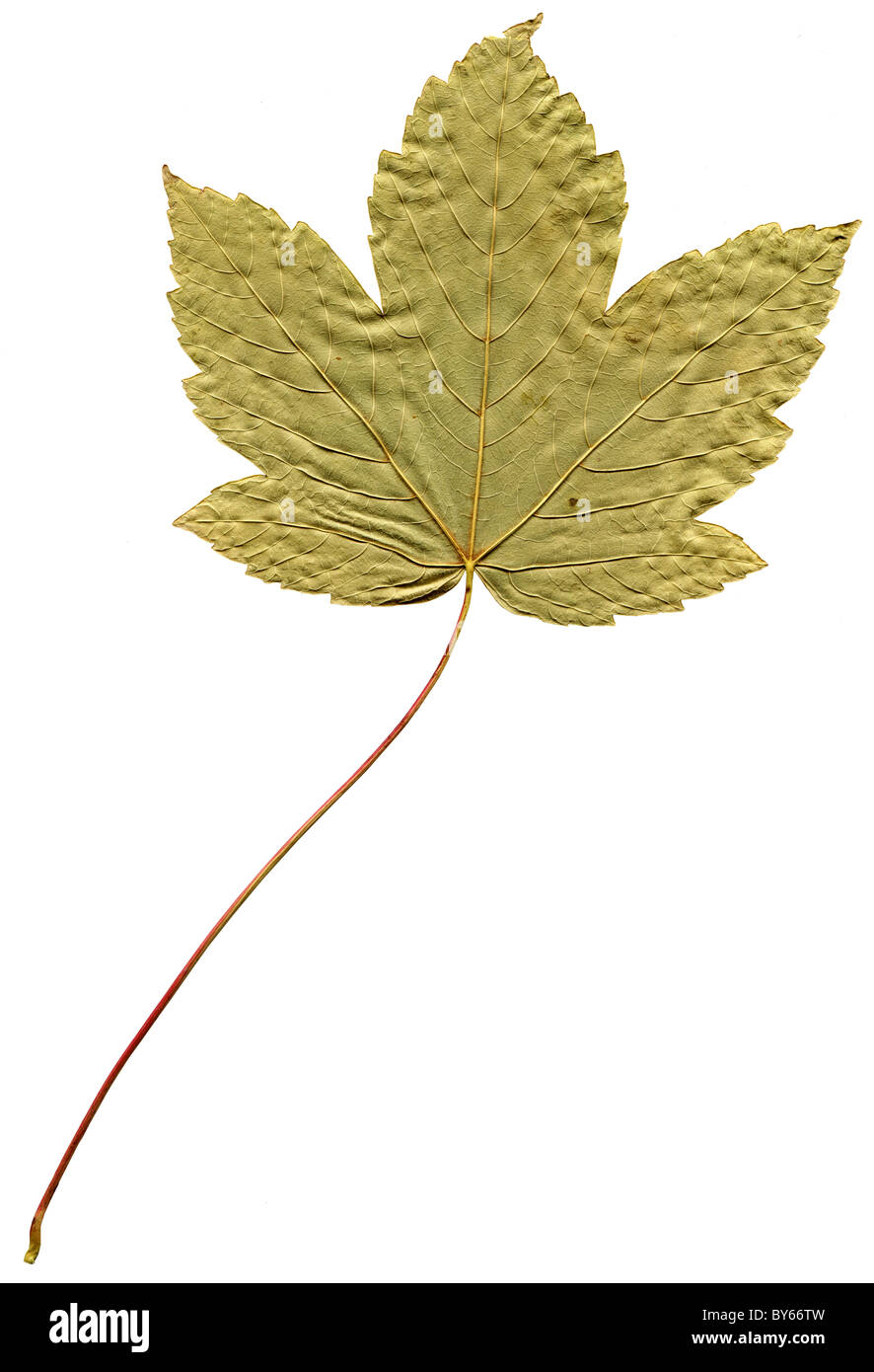 foglia di acero Foto Stock