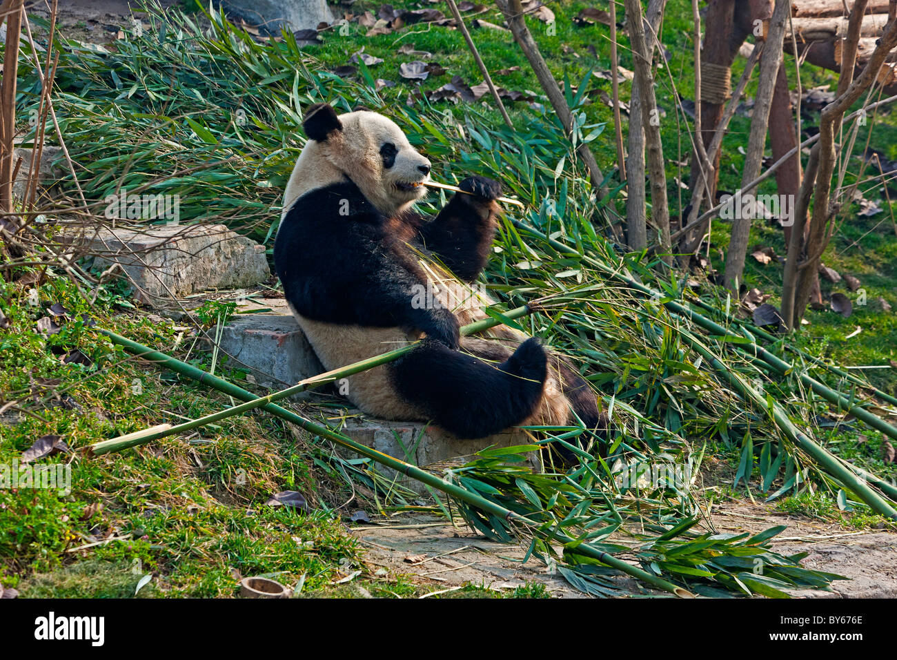 Panda gigante alimentare sul bambù a Chengdu Research Base del Panda Gigante Allevamento, Cina. JMH4397 Foto Stock