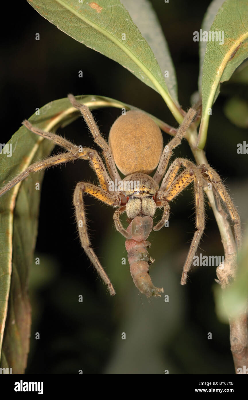 Un enorme Huntsman Spider (Sparassidae sp.) consumare una grande caterpillar in Kakadu National Park, Australia Foto Stock