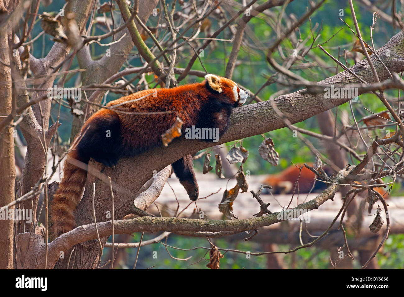 Panda rosso, Ailurus fulgens o shining-CAT, nella struttura ad albero a Chengdu Research Base del Panda Gigante Allevamento, Cina. JMH4400 Foto Stock