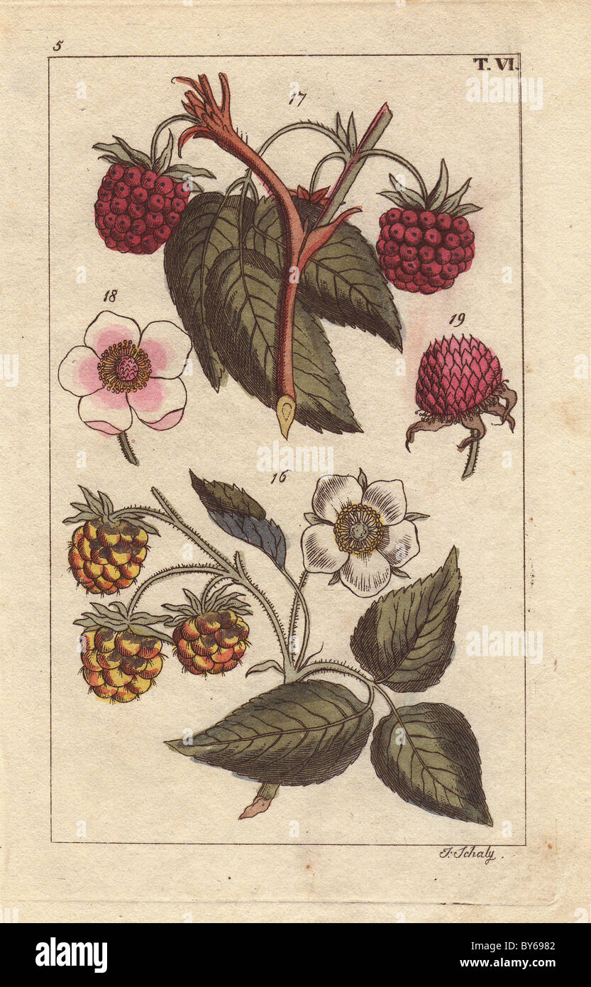 Lampone frutti e fiori, Rubus idaeus, framboisier, e la porpora-fioritura Virginia lampone, Rubus odoratus. Foto Stock