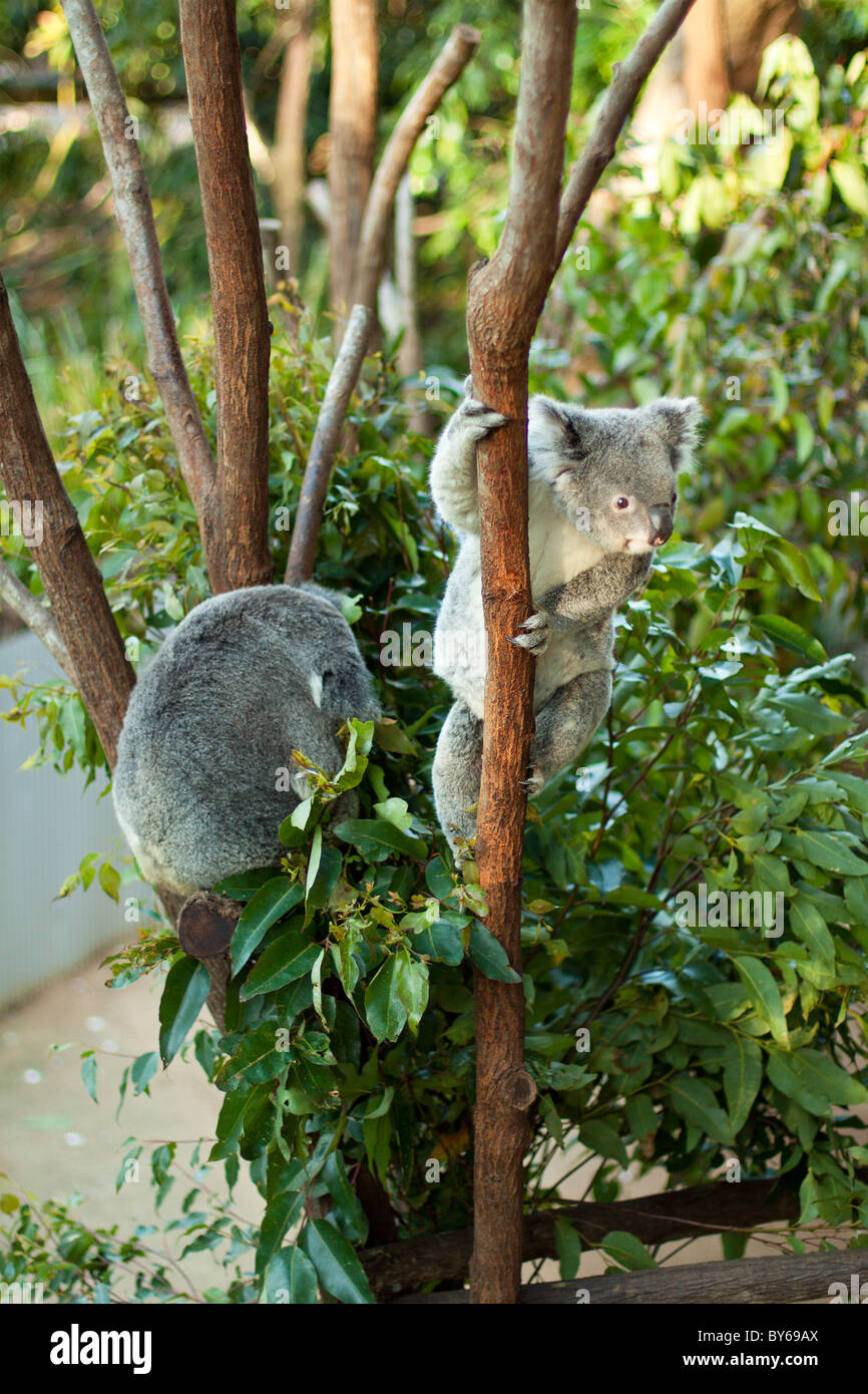 Il Koala bear rampicante Foto Stock