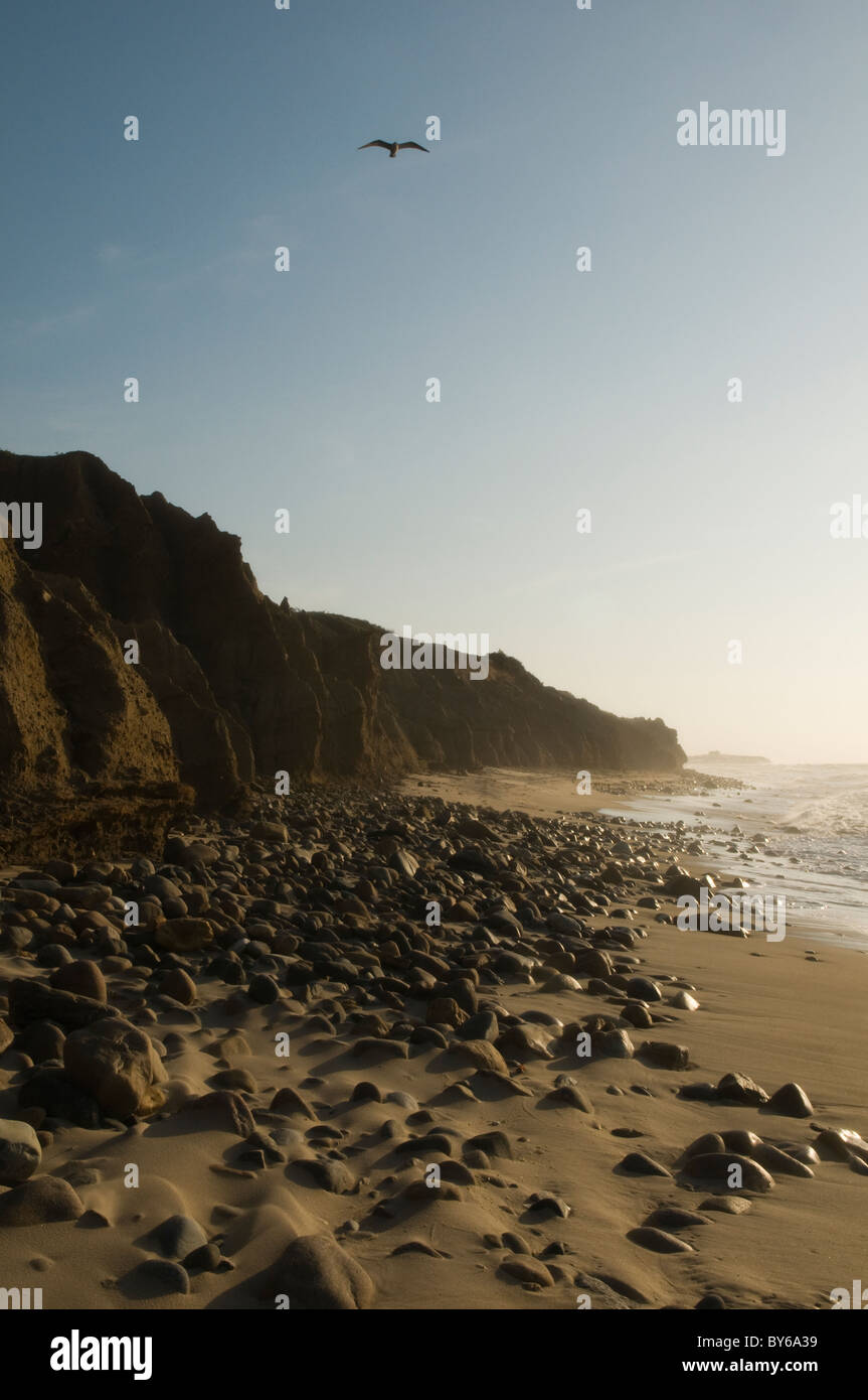 Spiaggia rocciosa con scogliere e Seagull Foto Stock