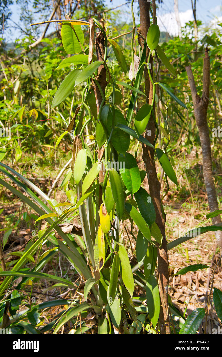 La vaniglia (Vanilla planifolia) impianto nel nord-est del Madagascar. Foto Stock