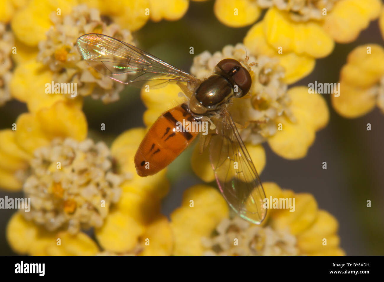 Un fiore maschile Fly (Toxomerus marginatus) posatoi sulla Achillea Terracotta. Foto Stock