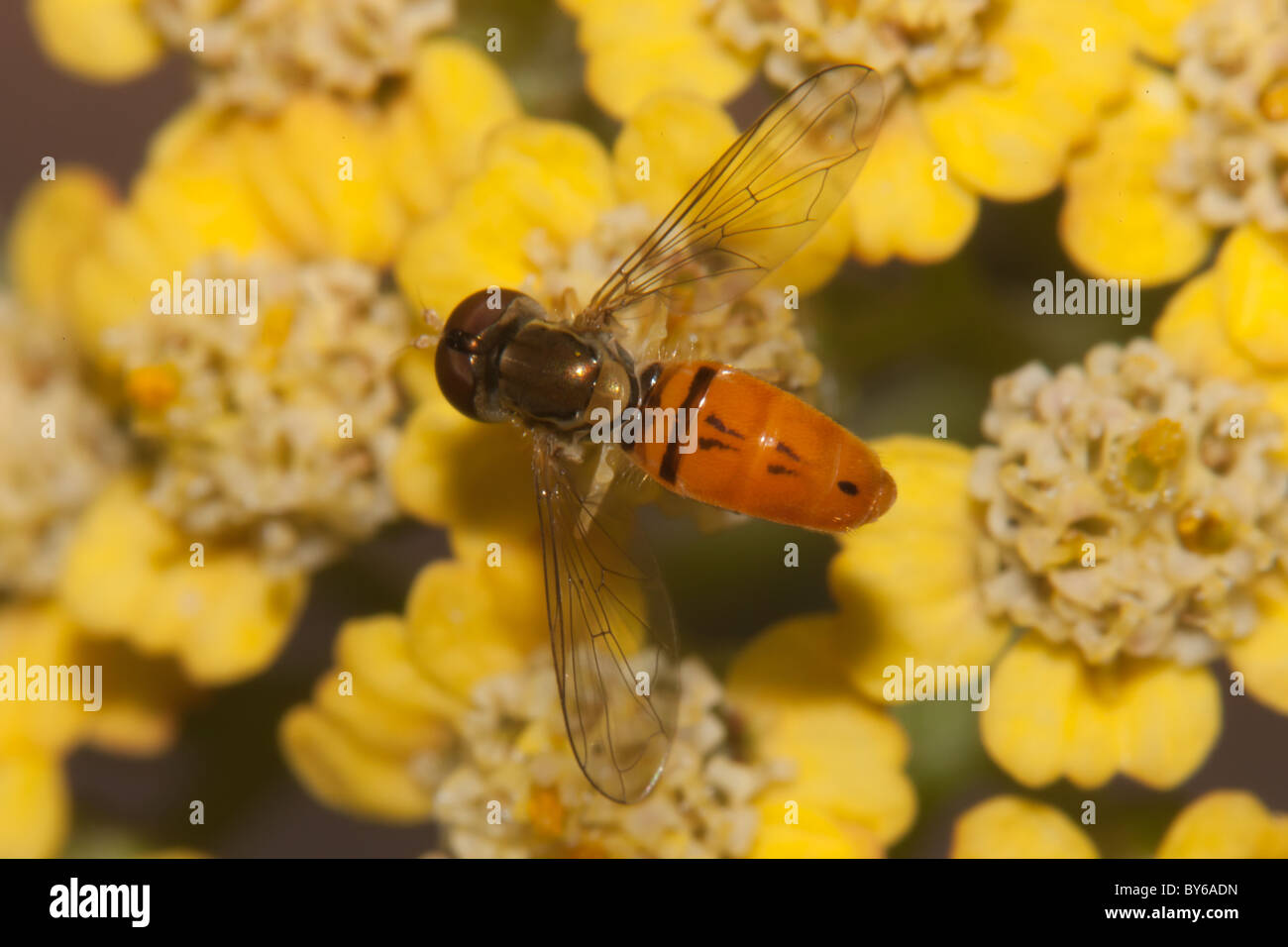 Un fiore maschile Fly (Toxomerus marginatus) posatoi sulla Achillea Terracotta. Foto Stock
